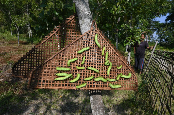 Assam’s Muga silk — golden threads, heritage and climate resilience