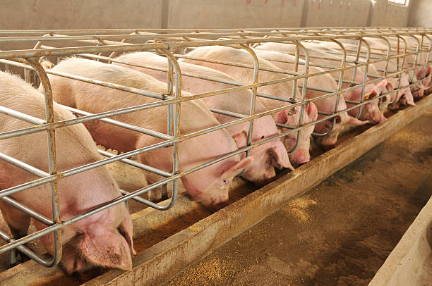 Balanced feeding and ration preparation
