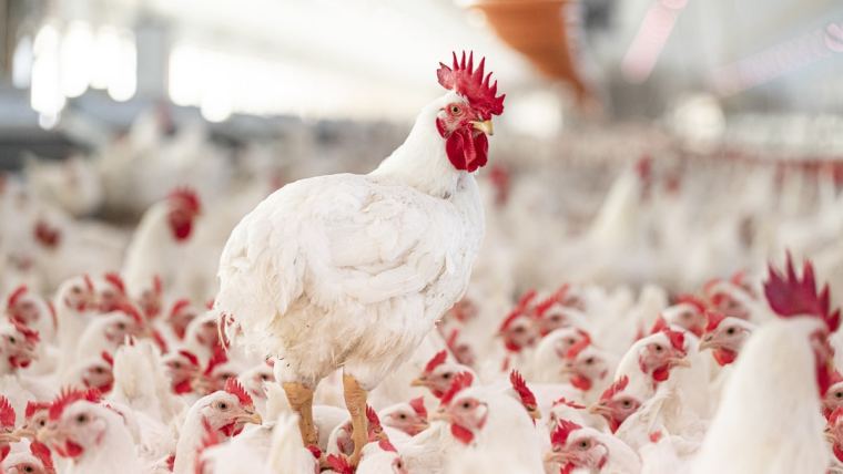 Healthy broilers in a clean shed